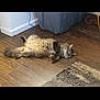 animal, cat, computerhardware, doctor, egyptiancat, electronics, hardware, hardwood, homedecor, indoors, interiordesign, kitten, manx, person, pet, rug, screen, sleeping, text, wood