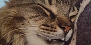 Trouble joined the competition — help win amazing prizes! abyssinian, animal, blanket, bodypart, cat, couch, egyptiancat, face, furniture, head, kitten, lynx, manx, ocelot, person, pet, photography, portrait, sleeping, snout