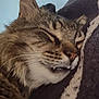 abyssinian, animal, blanket, bodypart, cat, couch, egyptiancat, face, furniture, head, kitten, lynx, manx, ocelot, person, pet, photography, portrait, sleeping, snout
