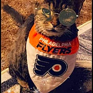 Tiger is registered to the contest to win money with this photo: abyssinian, accessories, animal, bandana, cap, cat, clothing, cup, disposablecup, egyptiancat, formalwear, hat, headband, homedecor, kitten, manx, pet, smokepipe, strap, tie