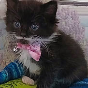 Bella is registered to the contest to win money with this photo: kitten, cat, black_and_white, bow_tie, pet, cute, furry, toy, indoor, small, whiskers, blue_eyes, playful, animal, domestic, soft, young, close_up, sitting, colorful