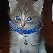 Buddy joined the competition — help win amazing prizes! animal, bell, blue_eyes, cat, collar, curious, cute, domestic, ears, feline, floor, fur, indoor, kitten, paws, pet, small, tabby, whiskers, young