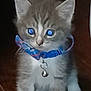 animal, bell, blue_eyes, cat, collar, curious, cute, domestic, ears, feline, floor, fur, indoor, kitten, paws, pet, small, tabby, whiskers, young
