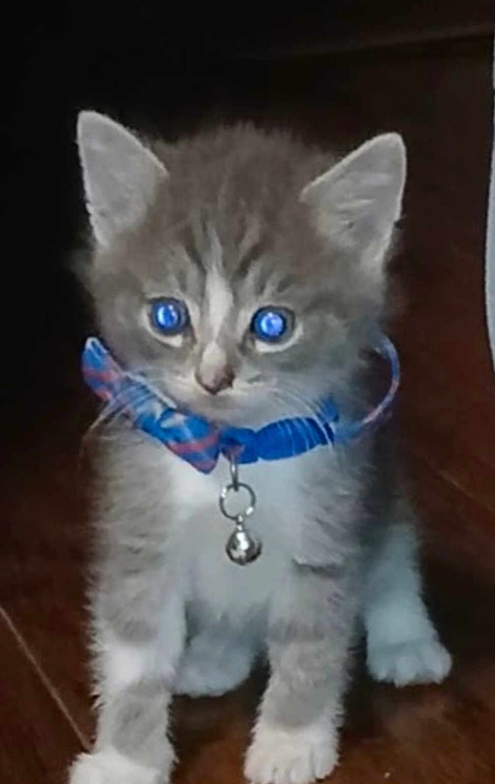 Buddy joined the competition — help win amazing prizes! animal, bell, blue_eyes, cat, collar, curious, cute, domestic, ears, feline, floor, fur, indoor, kitten, paws, pet, small, tabby, whiskers, young