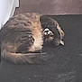 cat, feline, pet, animal, fur, sleeping, resting, curled_up, indoor, carpet, cozy, cute, whiskers, tabby, mammal, relaxed, domestic_animal, soft, quiet, companion