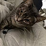 Allison is registered to the contest to win money with this photo: cat, tabby, indoor, bed, blanket, curious, pet, feline, whiskers, ears, eyes, resting, cozy, radiator, window, home, domestic, animal, fur, closeup