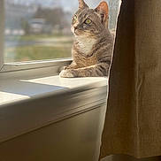 Allison joined the competition — help win amazing prizes! cat, tabby, windowsill, sunlight, curtain, indoor, pet, feline, relaxed, gazing, daylight, window, animal, domestic, fur, whiskers, side_view, cozy, quiet, home