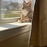 cat, tabby, windowsill, sunlight, curtain, indoor, pet, feline, relaxed, gazing, daylight, window, animal, domestic, fur, whiskers, side_view, cozy, quiet, home