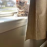 Allison joined the competition — help win amazing prizes! cat, gray_cat, tabby, windowsill, sunlight, indoor, curtain, relaxing, pet, feline, daylight, window, animal, resting, cozy, looking_outside, home, soft_light, domestic_cat, quiet