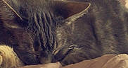Allison is registered to the contest to win money with this photo: cat, sleeping, bed, blanket, furniture, indoor, cozy, tabby, resting, domestic_animal, wooden_dresser, television, soft_lighting, quiet, relaxation, animal, fur, cute, home, peaceful
