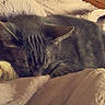 cat, sleeping, bed, blanket, furniture, indoor, cozy, tabby, resting, domestic_animal, wooden_dresser, television, soft_lighting, quiet, relaxation, animal, fur, cute, home, peaceful