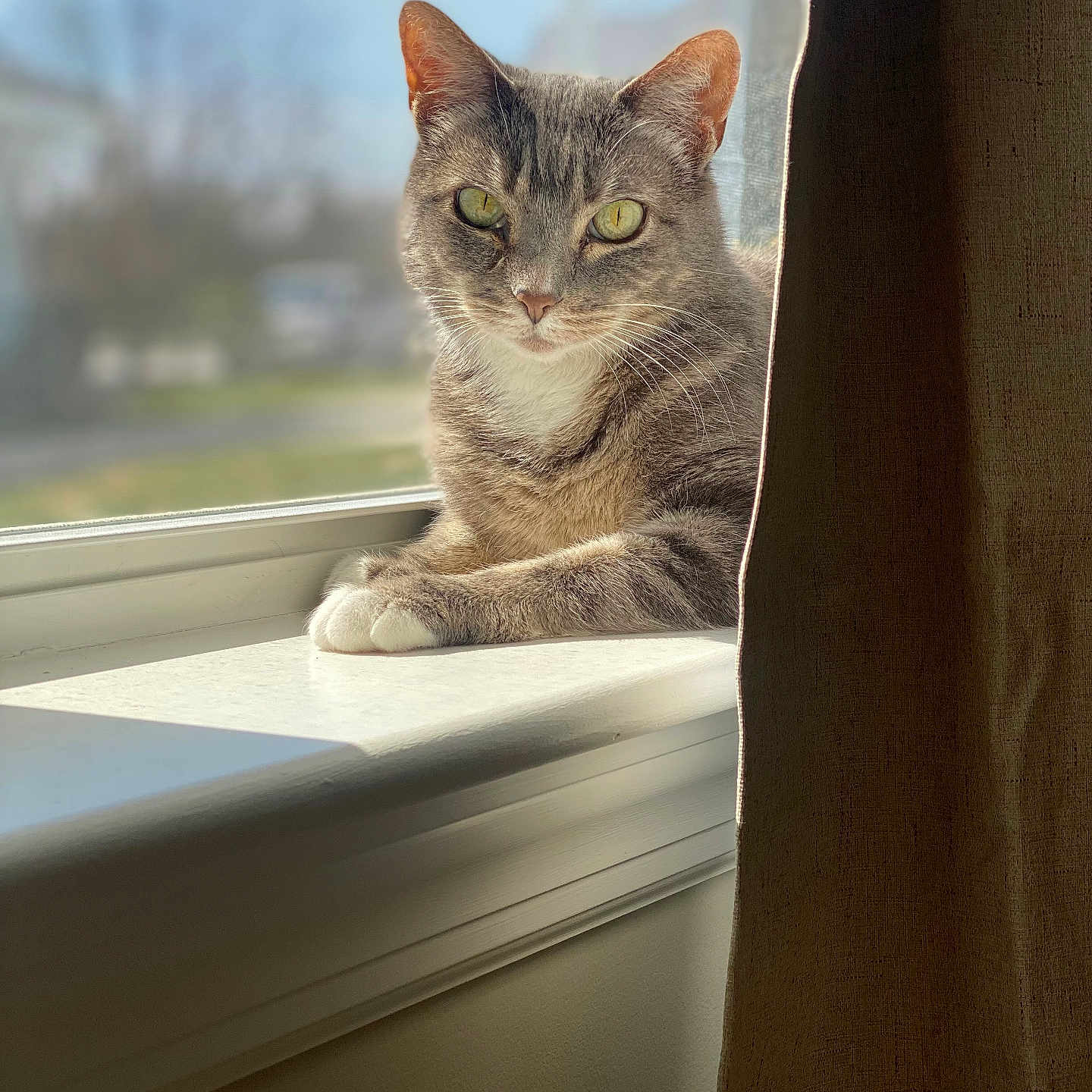 Allison joined the competition — help win amazing prizes! cat, gray_tabby, windowsill, sunlight, indoor, pet, animal, feline, relaxed, paws, window, curtain, daylight, house, portrait, whiskers, fur, green_eyes, domestic_cat, calm