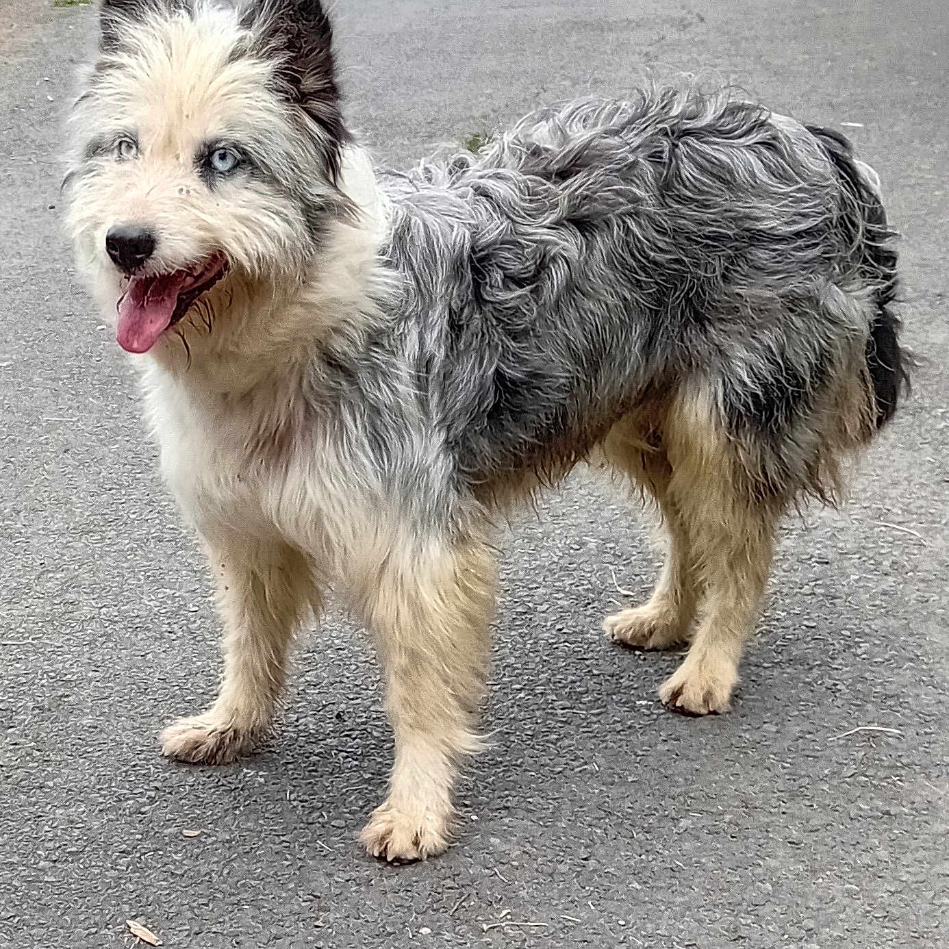 Unicorne participe au concours pour gagner de l'argent avec cette photo : accessories, animal, bodypart, canine, city, dog, grass, mouth, path, person, pet, plant, puppy, road, sidewalk, slate, strap, tarmac, terrier, whitedog