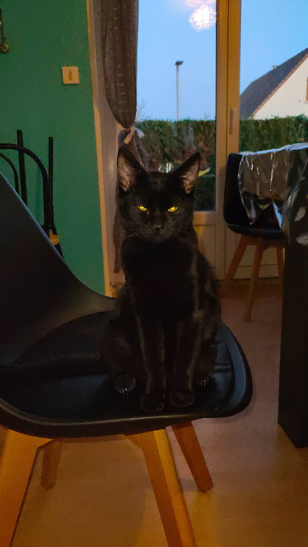 Daryl a rejoint le concours — aidez-le/la à gagner de superbes lots ! asian, black, black_cat, bombay, carnivore, cat, domestic_short_haired_cat, felidae, small_to_medium_sized_cats, tail, whiskers