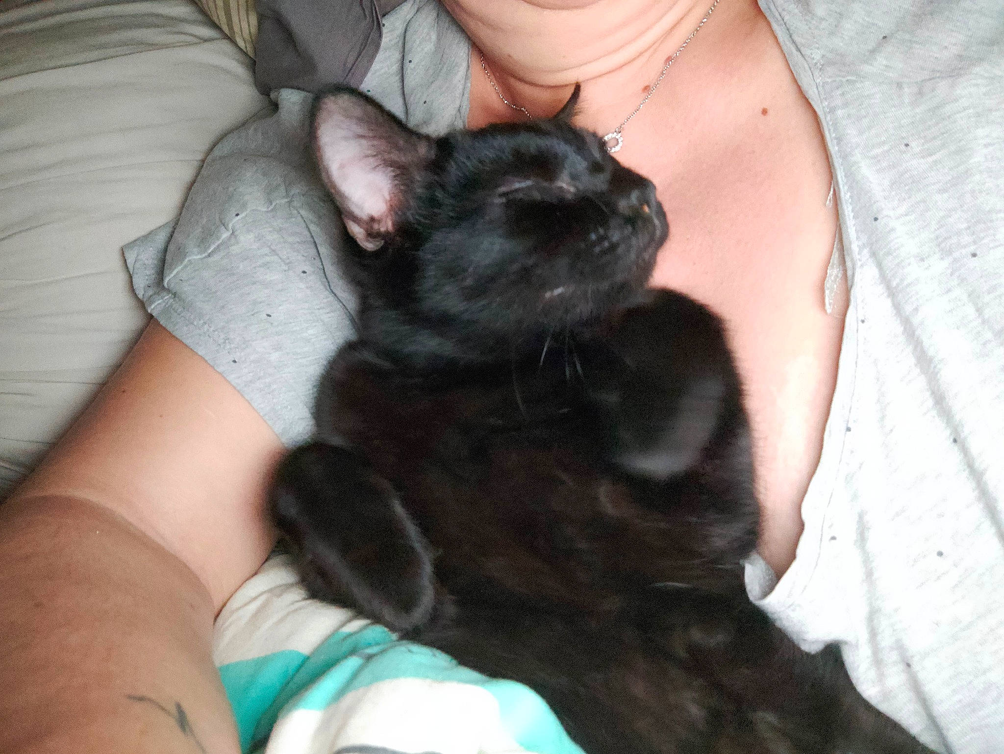 Daryl a rejoint le concours — aidez-le/la à gagner de superbes lots ! black_cat, bombay, carnivore, cat, comfort, companion_dog, dog_breed, ear, fawn, felidae, finger, fur, gesture, hand, nail, paw, small_to_medium_sized_cats, snout, thumb, whiskers