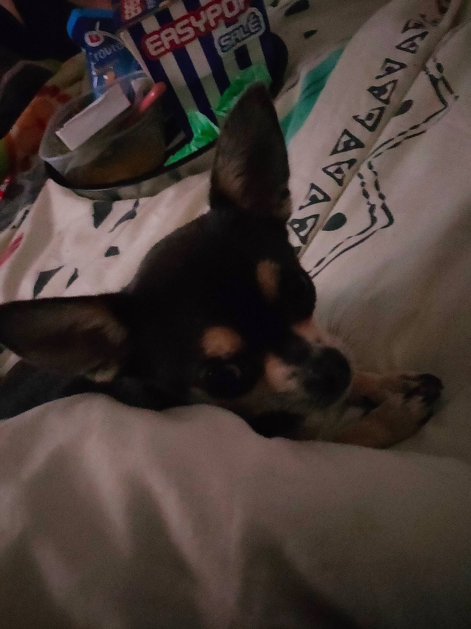 Oxana participe au concours pour gagner de l'argent avec cette photo : canidae, cat, guard_dog, non_sporting_group, t_shirt