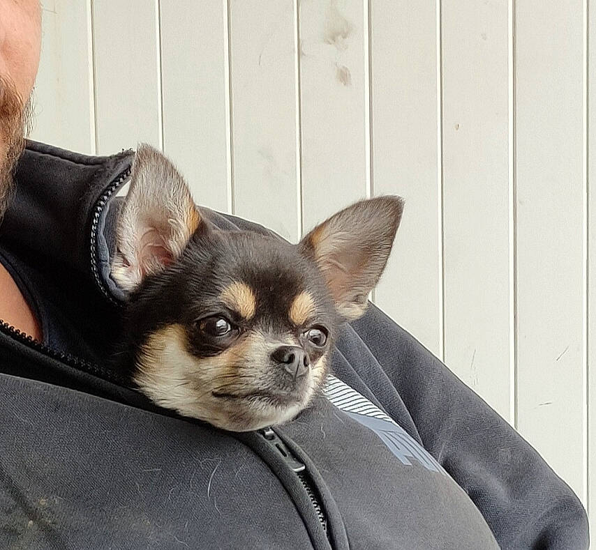 Oxana participe au concours pour gagner de l'argent avec cette photo : canidae, carnivore, chihuahua, companion_dog, dog, dog_breed, ear, fawn, mammal, puppy, snout, sporting_group, toy_dog