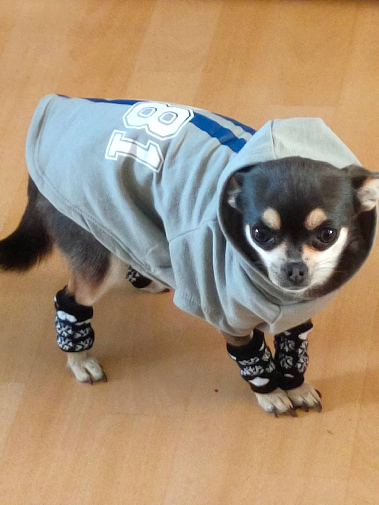 Oxana participe au concours pour gagner de l'argent avec cette photo : canidae, carnivore, chihuahua, companion_dog, dog, dog_breed, dog_clothes, dog_supply, outerwear, puppy, t_shirt, tail, toy_dog