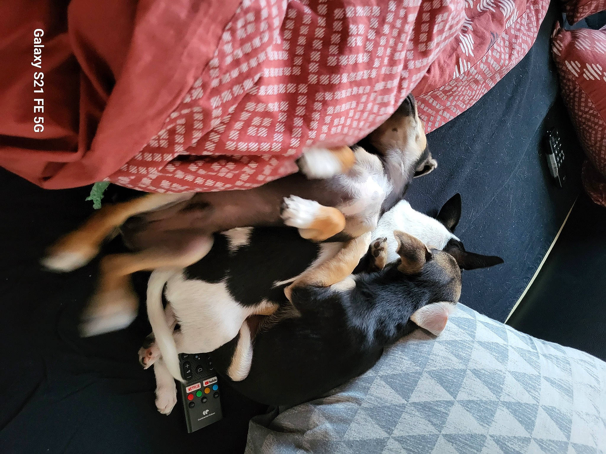 Ragnar Lagertha Floky a rejoint le concours — aidez-le/la à gagner de superbes lots ! canidae, carnivore, comfort, companion_dog, dog, dog_breed, fawn, felidae, fur, pattern, paw, plaid, small_to_medium_sized_cats, sporting_group, tail, tartan