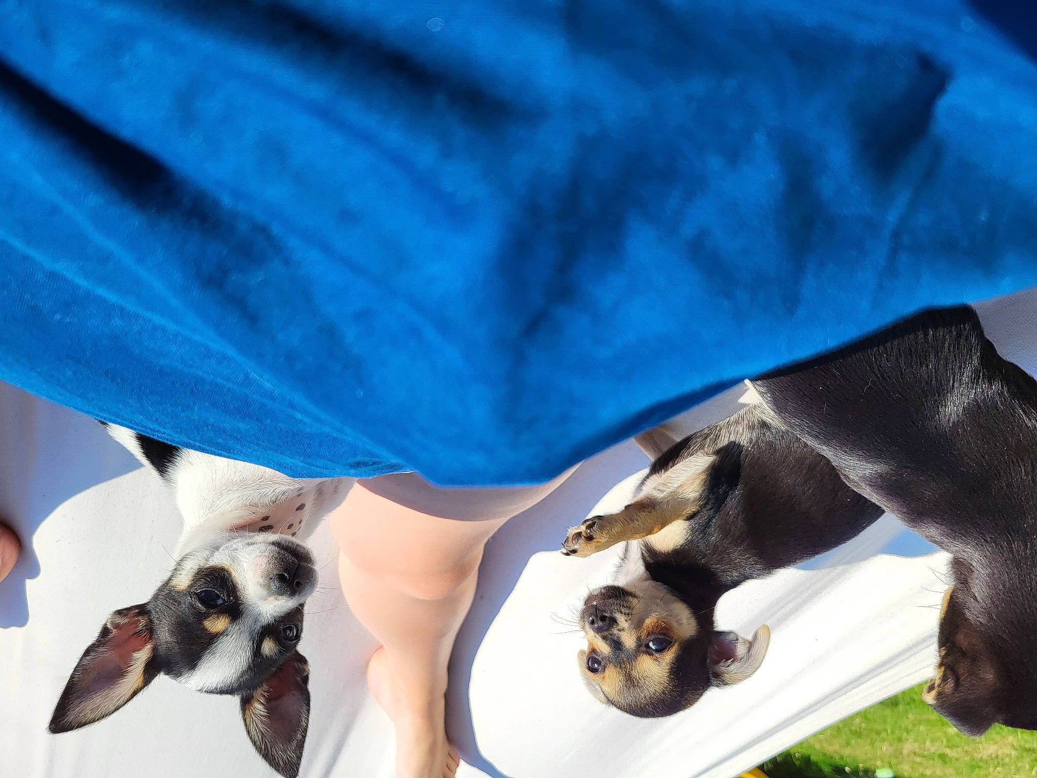 Ragnar Lagertha Floky a rejoint le concours — aidez-le/la à gagner de superbes lots ! art, beak, canidae, carnivore, claw, companion_dog, dog_breed, electric_blue, foot, fur, gesture, human_leg, mammal, paw, sporting_group, tail, wildlife, wing