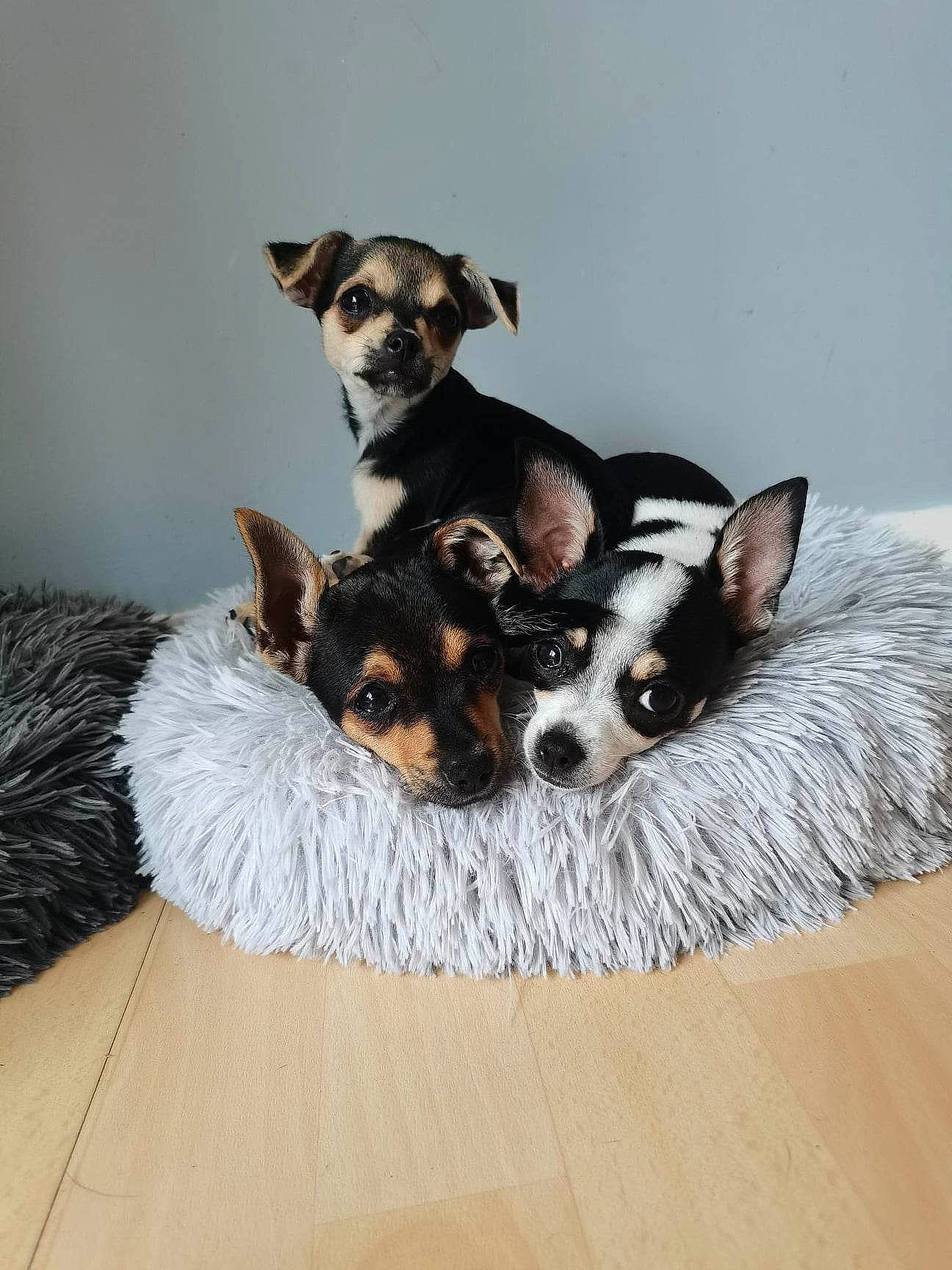 Ragnar Lagertha Floky