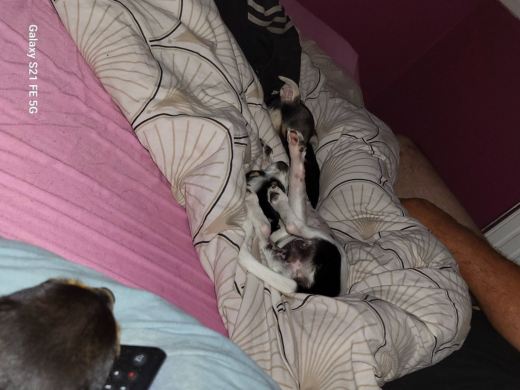 Ragnar Lagertha Floky participe au concours pour gagner de l'argent avec cette photo : bed, bed_sheet, bedding, comfort, companion_dog, couch, flesh, fun, fur, grey, human_leg, linens, magenta, mammal, nap, room, sitting, thigh, tints_and_shades, tree