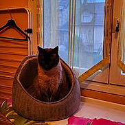 Teddy a rejoint le concours — aidez-le/la à gagner de superbes lots ! animal, blue_sky, cat, cozy, curtains, domestic, floral_pattern, furniture, hanger, home, indoor, ironing_board, orange_wall, pet_bed, quiet, radiator, resting, shadow, soft_light, window