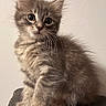 kitten, cat, gray_tabby, fluffy, fur, whiskers, sitting, pet, animal, cute, indoor, portrait, young, curious, small, feline, domestic, closeup, soft, adorable