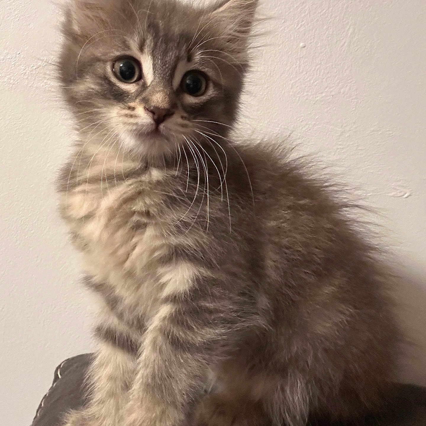 Nala participe au concours pour gagner de l'argent avec cette photo : kitten, cat, gray_tabby, fluffy, fur, whiskers, sitting, pet, animal, cute, indoor, portrait, young, curious, small, feline, domestic, closeup, soft, adorable