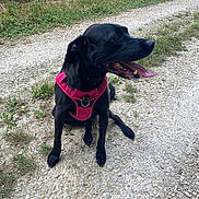 Radja a rejoint le concours — aidez-le/la à gagner de superbes lots ! dog, black_dog, pet, animal, outdoor, gravel_path, grass, panting, harness, sitting, nature, greenery, canine, tongue_out, happy, daylight, walking_path, summer, companion, playful