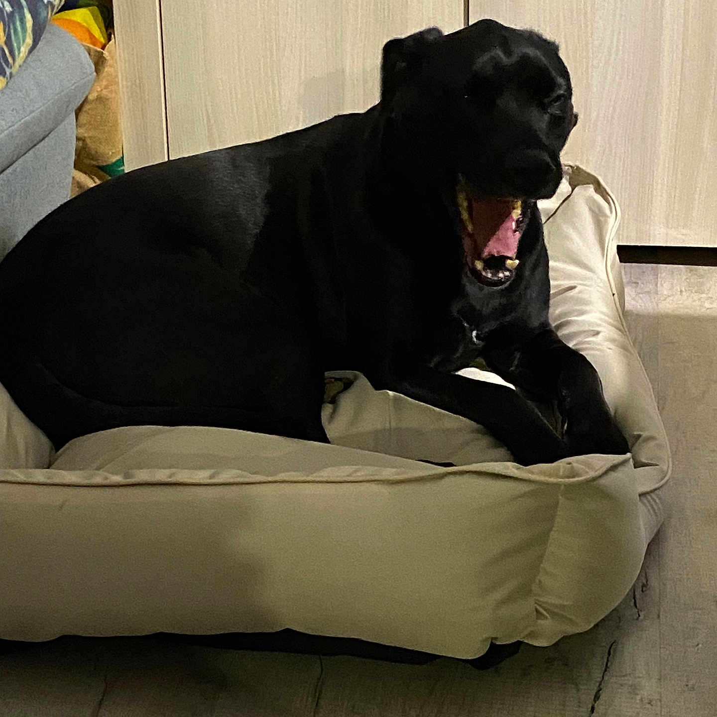 Radja participe au concours pour gagner de l'argent avec cette photo : animal, black_dog, cabinet, canine, comfortable, cozy, dog, flooring, furniture, home, indoor, living_room, mammal, pet_bed, relaxed, resting, teeth, tongue, wooden_floor, yawning