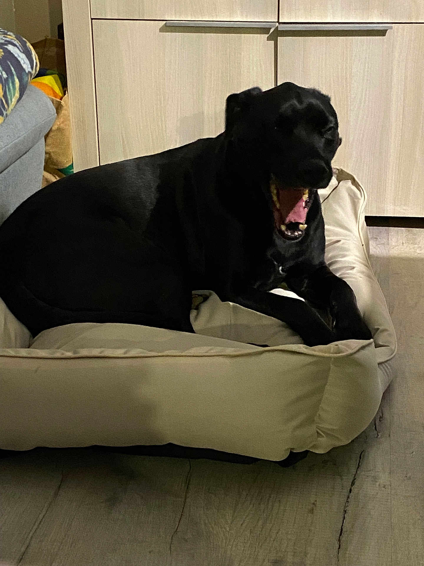 Radja participe au concours pour gagner de l'argent avec cette photo : dog, black_dog, pet_bed, yawning, indoor, wooden_floor, cabinet, comfortable, animal, canine, tongue, teeth, resting, home, furniture, flooring, cozy, relaxed, mammal, living_room