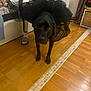 Radja a rejoint le concours — aidez-le/la à gagner de superbes lots ! dog, black_dog, tutu, skirt, pet, indoor, wooden_floor, person, couch, slippers, casual_clothing, curious, furniture, home, flooring, sitting, fabric, curtains, basket, living_room