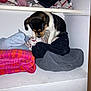 Callista is registered to the contest to win money with this photo: black_and_white, brown, closet, cozy, curious, cute, dog, domestic, fabric, folded_towels, household, indoors, pet, puppy, shelf, small_dog, soft_texture, stacked_towels, towels, white_wall