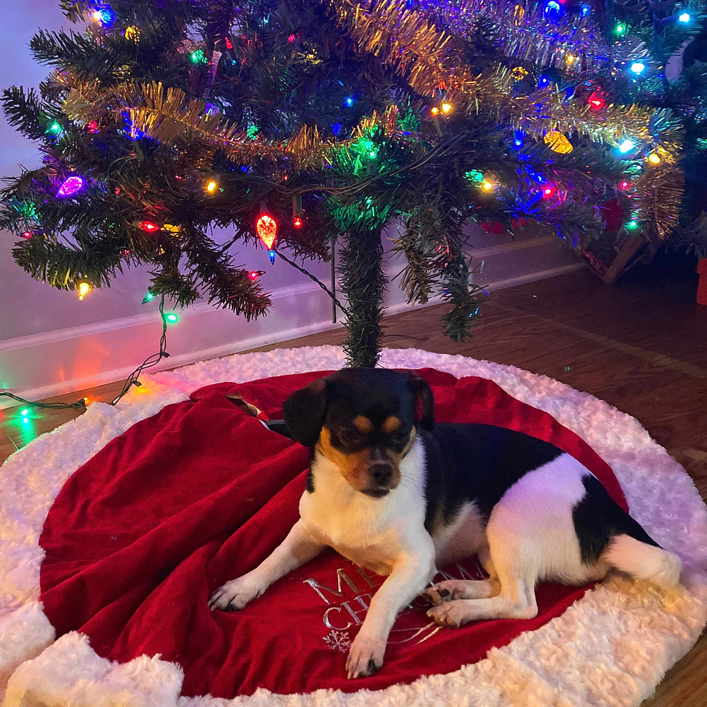 Callista is registered to the contest to win money with this photo: animal, black_and_white, christmas, christmas_tree, colorful_lights, cute, decorations, dog, festive, floor, green, holiday, indoor, lights, pet, red, relaxing, small_dog, tree_skirt, wooden_floor