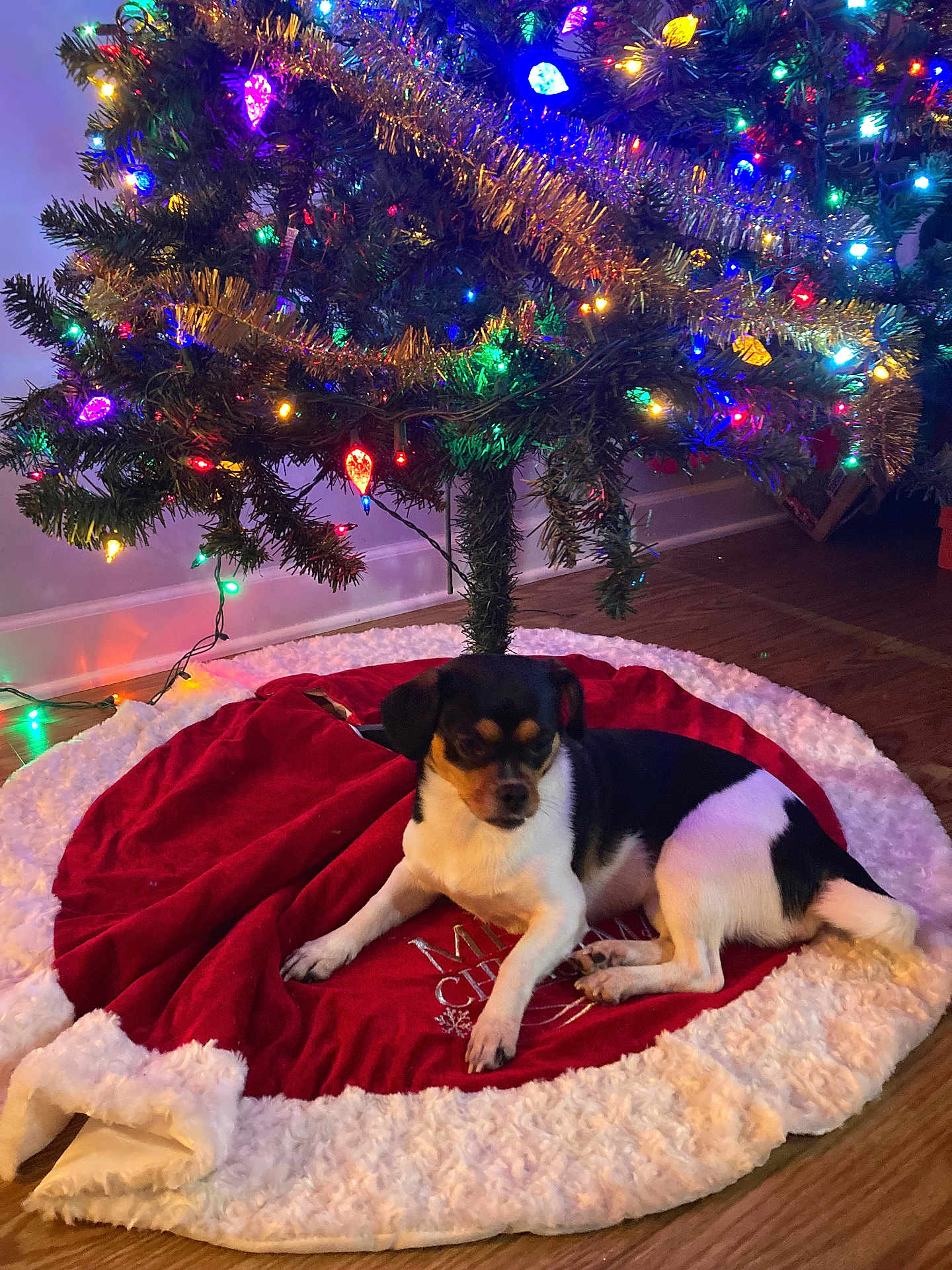 Callista is registered to the contest to win money with this photo: animal, black_and_white, christmas, christmas_tree, colorful_lights, cute, decorations, dog, festive, floor, green, holiday, indoor, lights, pet, red, relaxing, small_dog, tree_skirt, wooden_floor