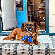 Nyla is registered to the contest to win money with this photo: animal, blue_bow, bow, brown_dog, carpet, cozy, dog, door, doorway, fur, home_interior, house, indoors, looking_up, mat, outdoor, pet, resting, star_pattern, striped_mat