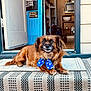 animal, blue_bow, bow, brown_dog, carpet, cozy, dog, door, doorway, fur, home_interior, house, indoors, looking_up, mat, outdoor, pet, resting, star_pattern, striped_mat