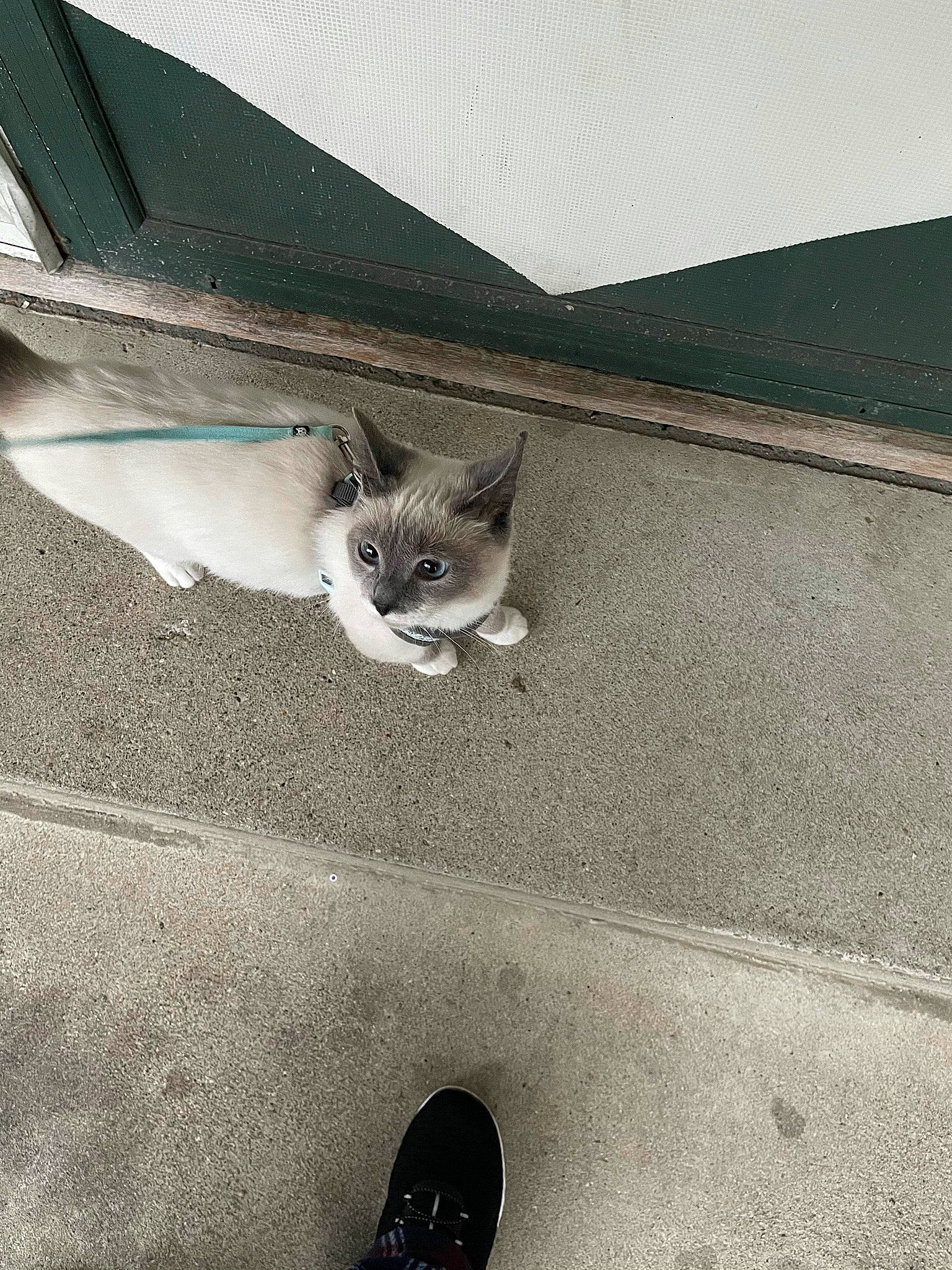 Austin joined the competition — help win amazing prizes! asphalt, automotive_exterior, automotive_tire, carnivore, cat, domestic_short_haired_cat, fawn, felidae, foot, grey, human_leg, leg, monochrome, monochrome_photography, road_surface, small_to_medium_sized_cats, tail, tints_and_shades, whiskers, wood