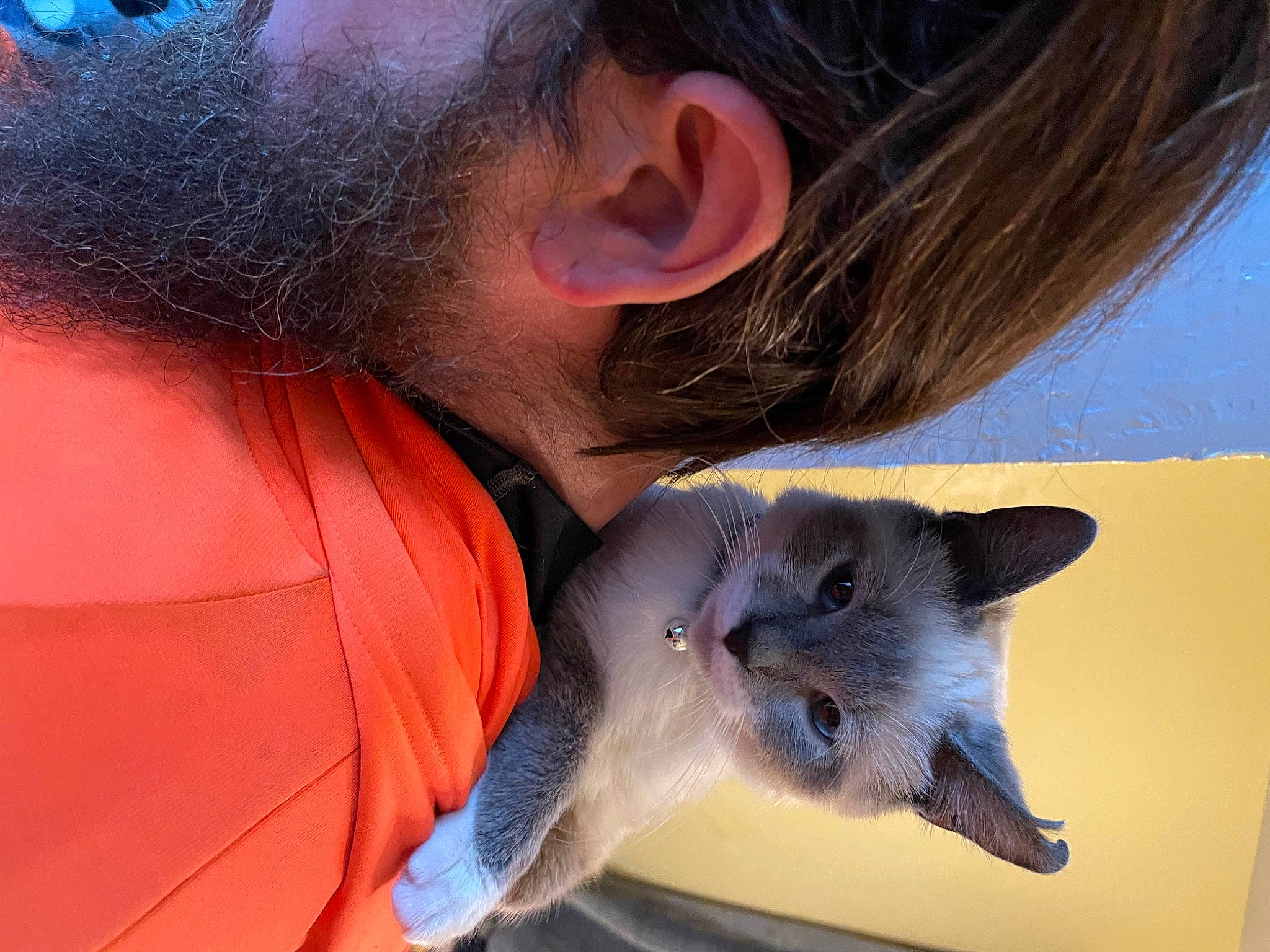 Austin is registered to the contest to win money with this photo: azure, beard, carnivore, cat, domestic_short_haired_cat, ear, electric_blue, fawn, felidae, fur, iris, jaw, neck, russian_blue, small_to_medium_sized_cats, snout, sunglasses, tail, thai, whiskers