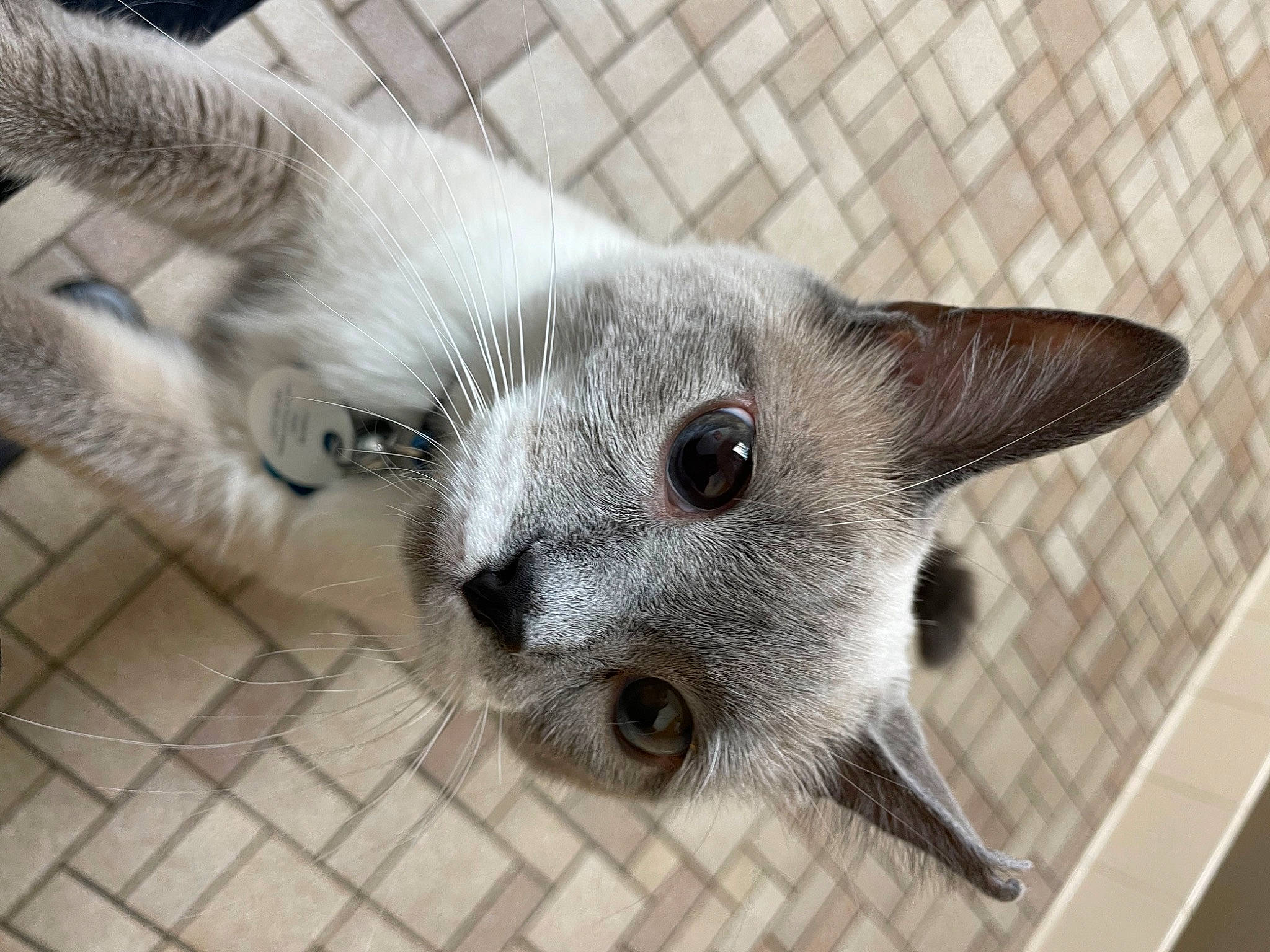 Austin is registered to the contest to win money with this photo: balinese, carnivore, cat, cat_supply, claw, domestic_short_haired_cat, fawn, felidae, fur, grey, paw, siamese, small_to_medium_sized_cats, snout, terrestrial_animal, whiskers