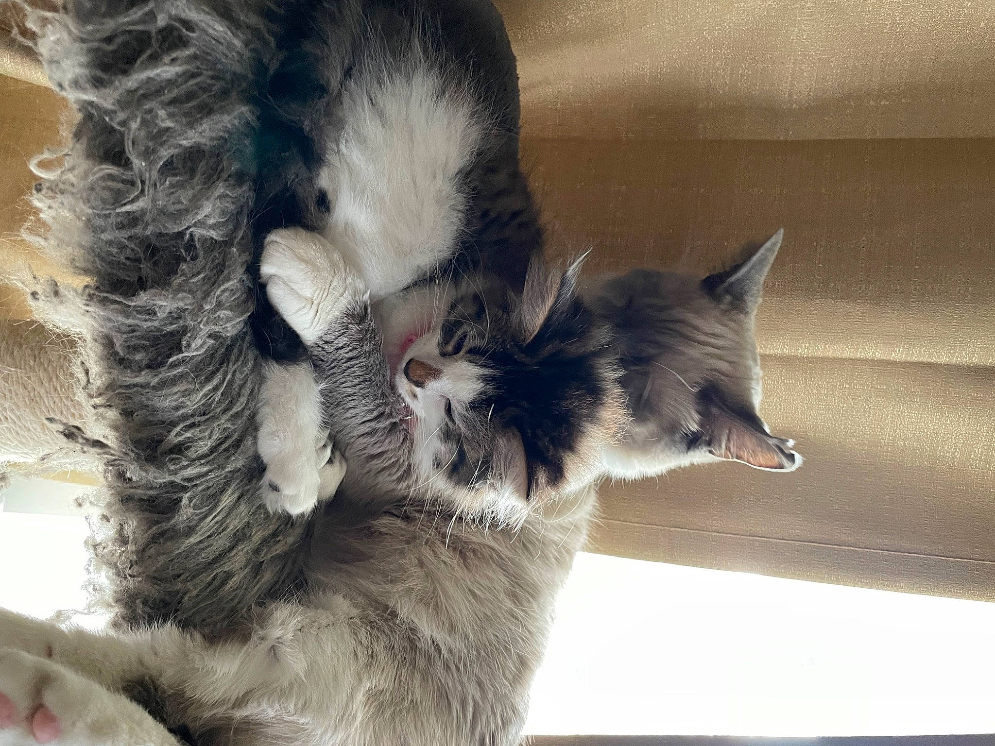 Montana is registered to the contest to win money with this photo: black_cat, canidae, carnivore, cat, claw, comfort, companion_dog, dog_breed, domestic_short_haired_cat, ear, felidae, foot, fur, jaw, paw, small_to_medium_sized_cats, snout, tail, terrestrial_animal, whiskers