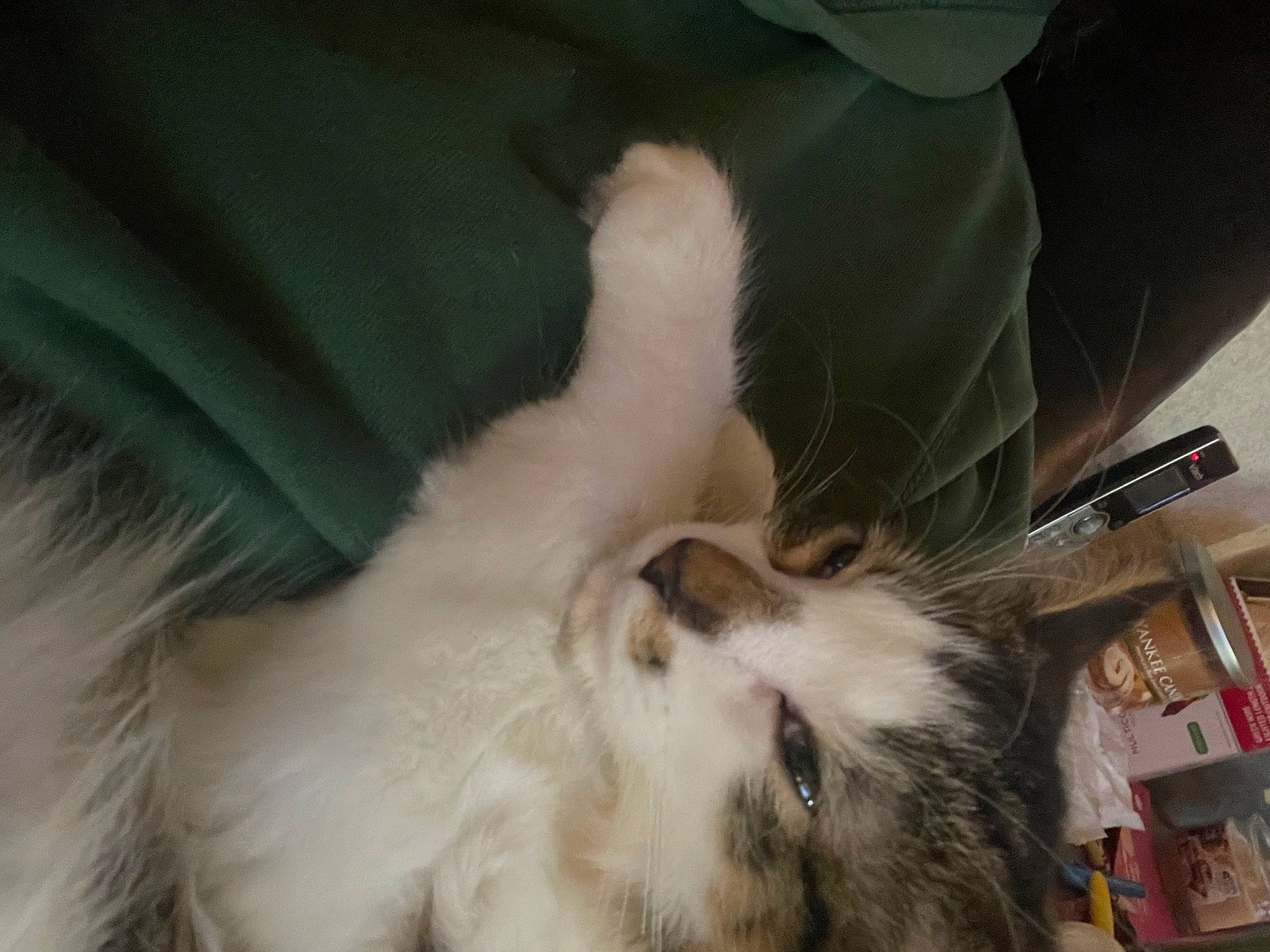 Montana joined the competition — help win amazing prizes! canidae, carnivore, cat, comfort, companion_dog, dog_breed, domestic_short_haired_cat, ear, eye, fawn, felidae, fur, nap, paw, rabbits_and_hares, small_to_medium_sized_cats, snout, sporting_group, tail, whiskers