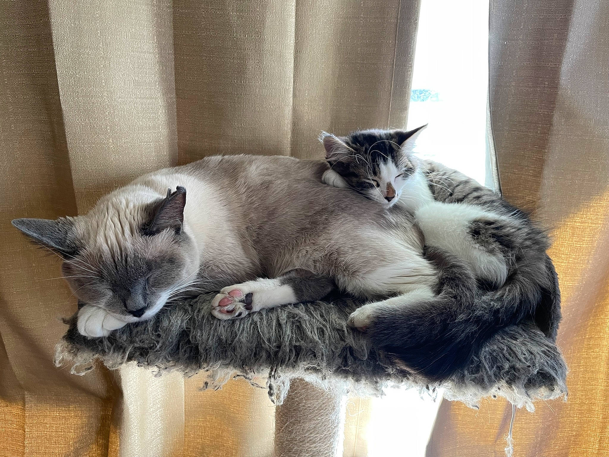 Montana joined the competition — help win amazing prizes! carnivore, cat, cat_furniture, cat_supply, claw, collar, comfort, domestic_short_haired_cat, felidae, fur, grey, nap, paw, pet_supply, siamese, small_to_medium_sized_cats, snout, tail, whiskers, window