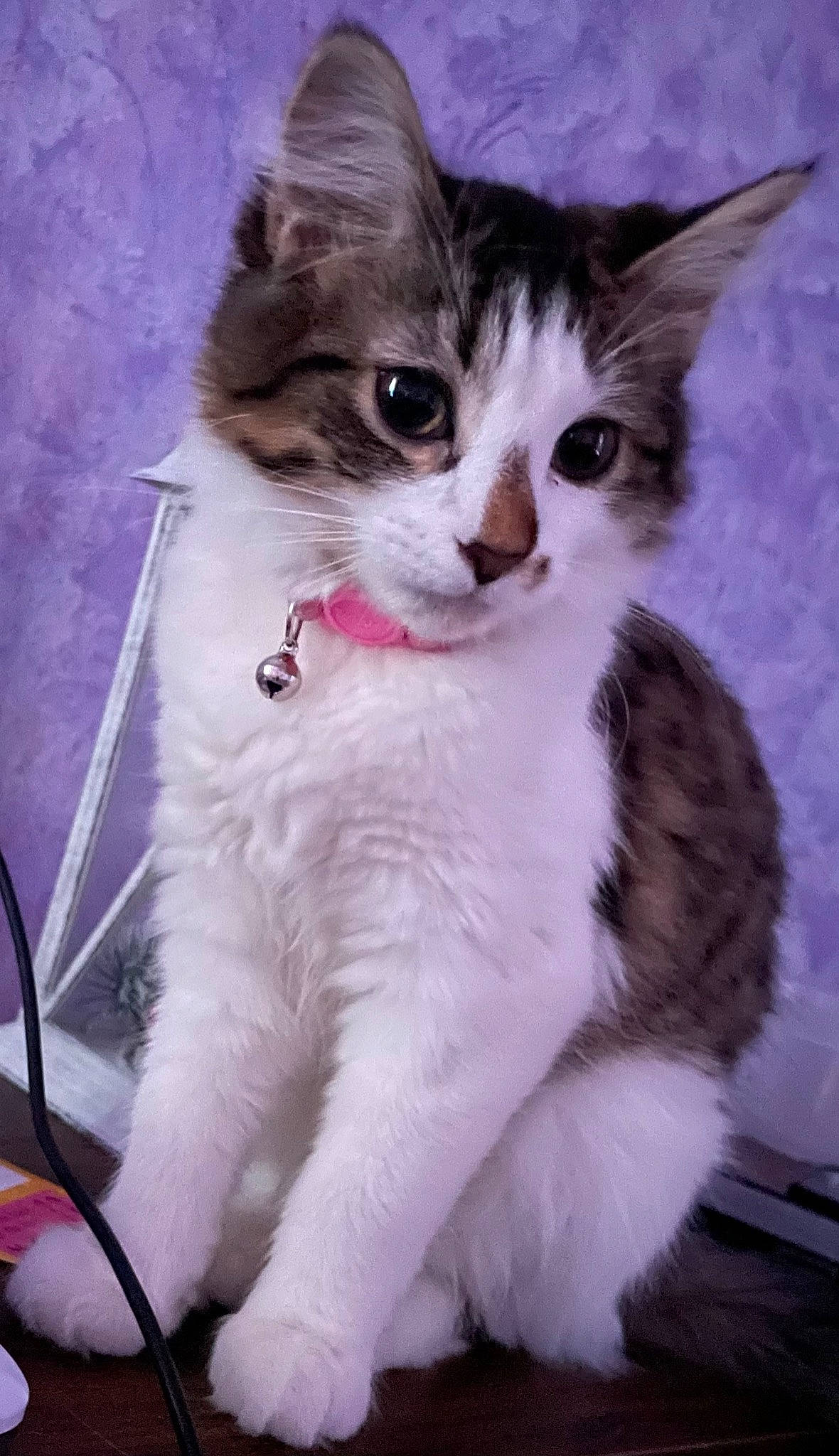 Montana joined the competition — help win amazing prizes! carnivore, cat, claw, collar, domestic_short_haired_cat, door, eye, felidae, fur, paw, small_to_medium_sized_cats, snout, tail, terrestrial_animal, whiskers