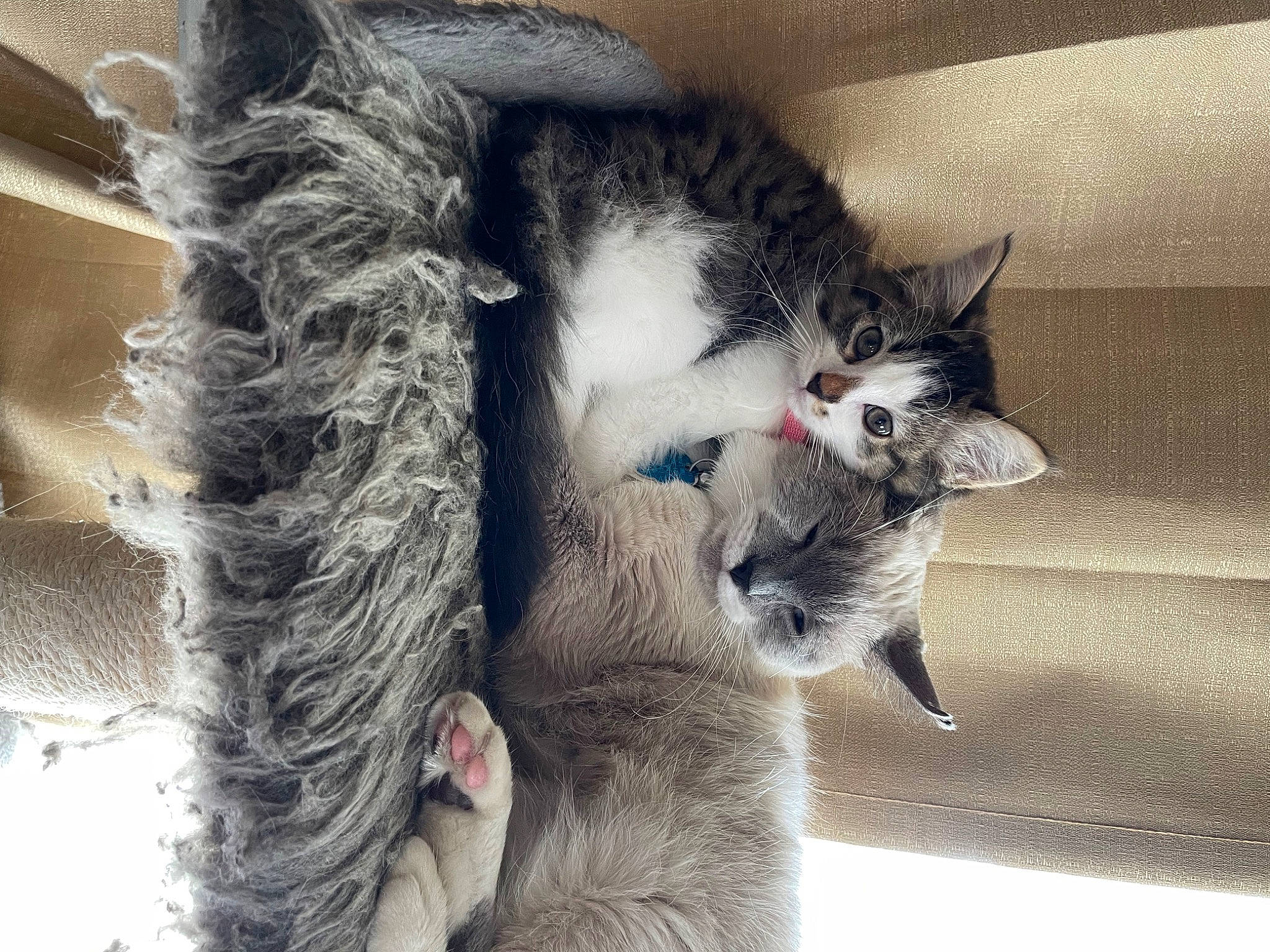 Montana joined the competition — help win amazing prizes! carnivore, cat, claw, comfort, domestic_short_haired_cat, ear, eye, felidae, fur, grey, nap, paw, small_to_medium_sized_cats, snout, tail, tree, whiskers