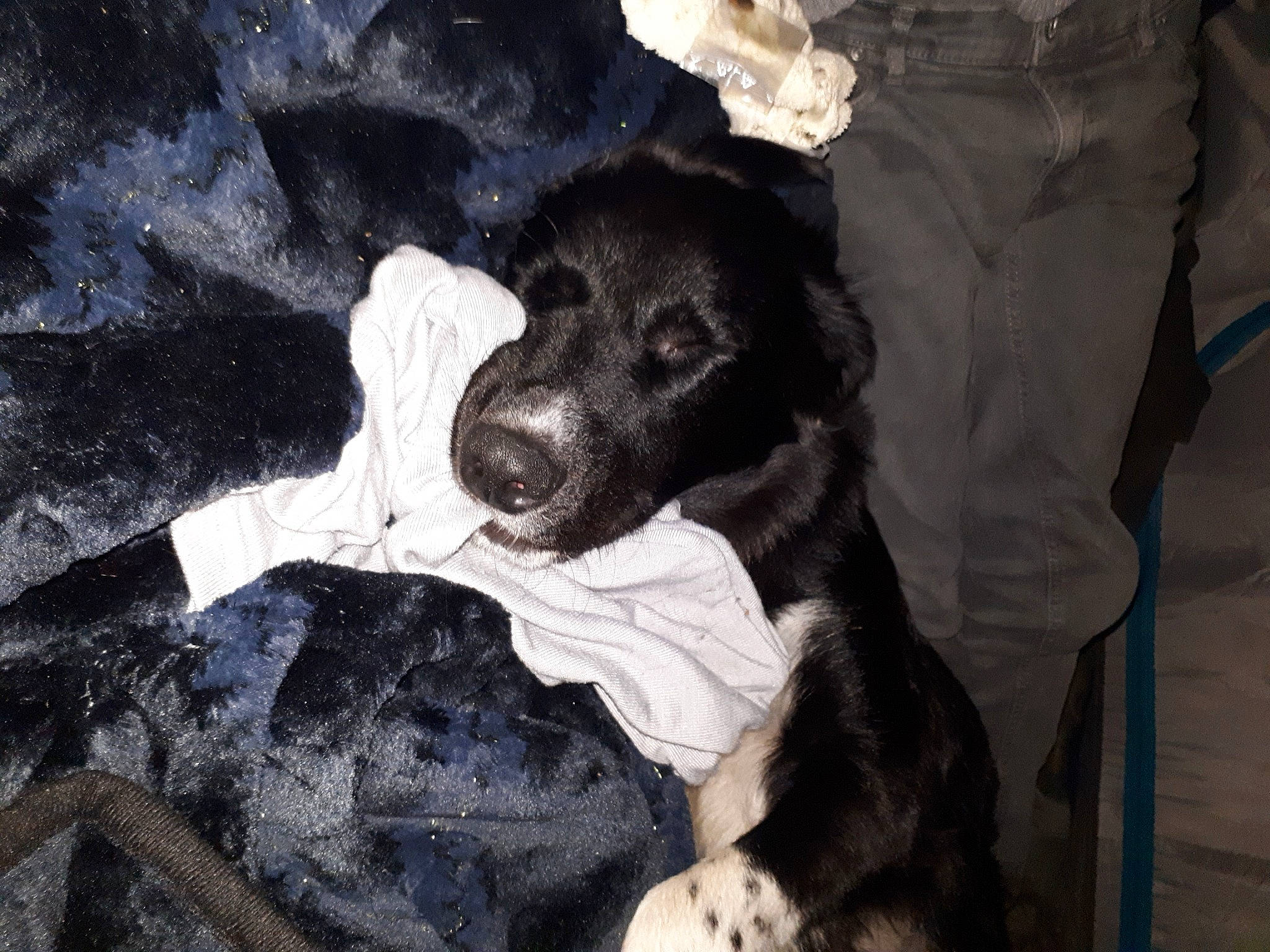 Baguerra participe au concours pour gagner de l'argent avec cette photo : canidae, carnivore, dog, dog_breed, labrador_retriever, sporting_group