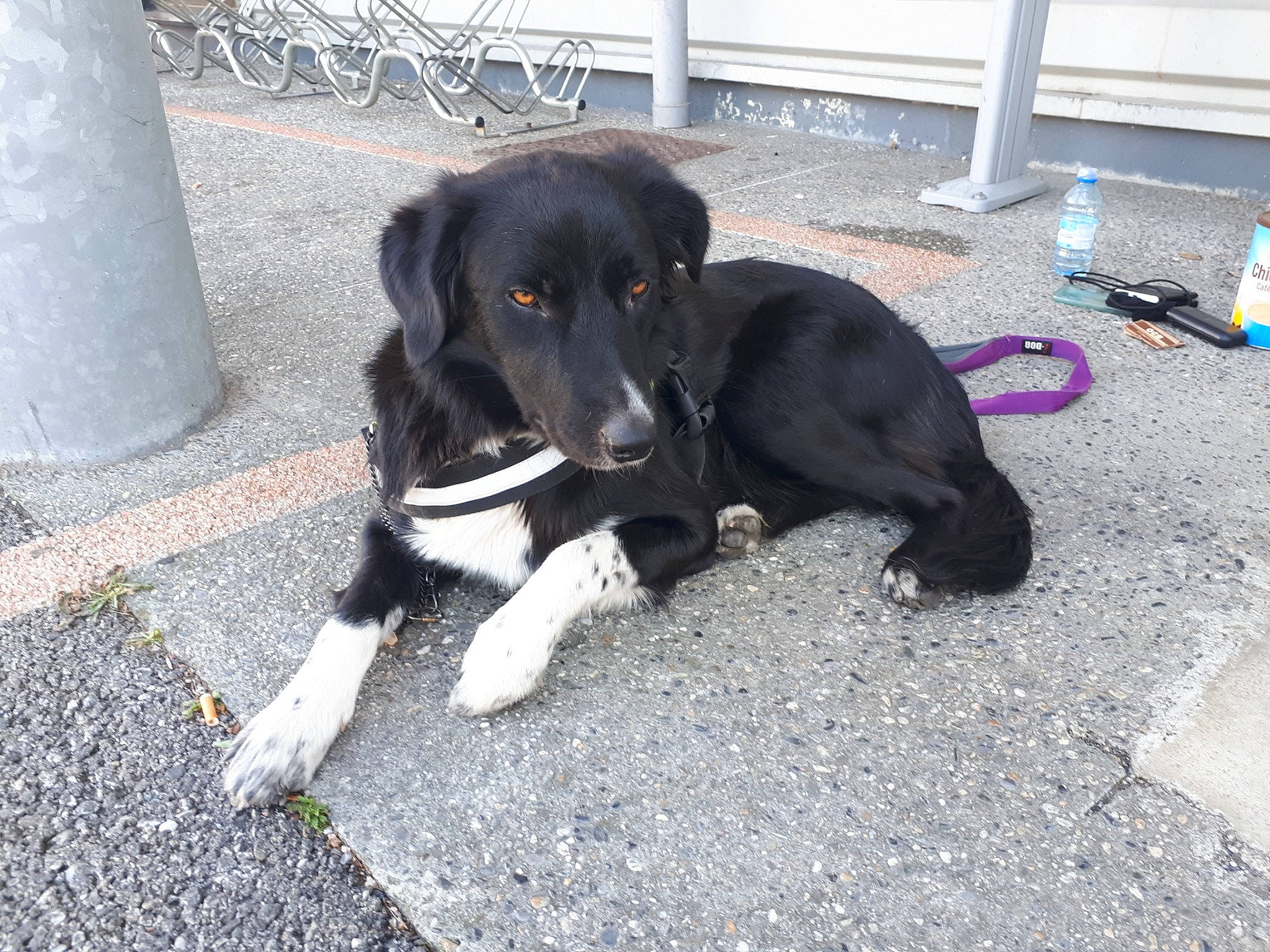 Baguerra participe au concours pour gagner de l'argent avec cette photo : beagador, borador, canidae, carnivore, companion_dog, dog, dog_breed, eurohound, hunting_dog, labrador_retriever, mammal, puppy, rare_breed_dog, snout, sporting_group, stabyhoun, street_dog, tail