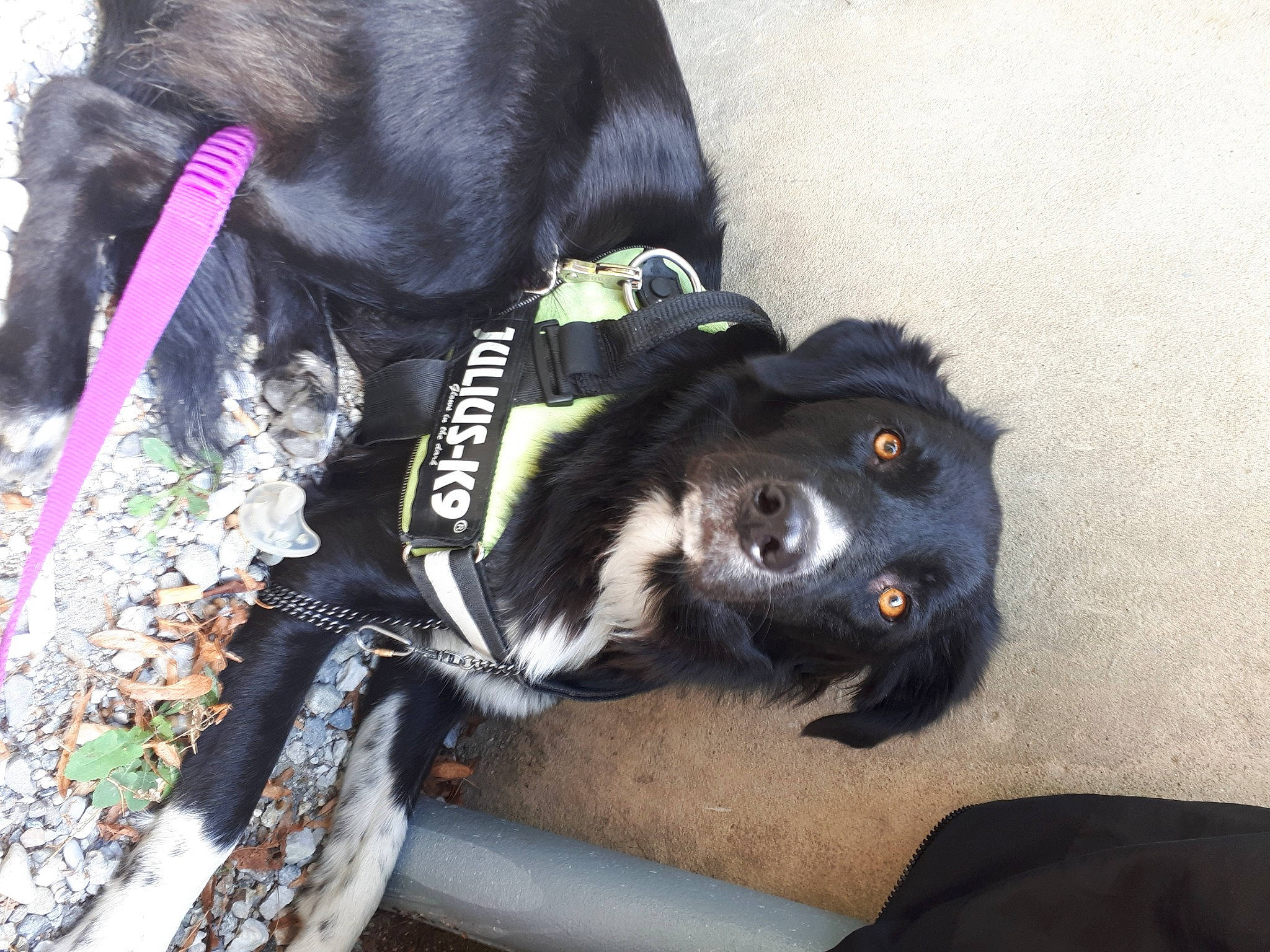 Baguerra participe au concours pour gagner de l'argent avec cette photo : canidae, carnivore, dog, dog_breed, leash, puppy, sporting_group