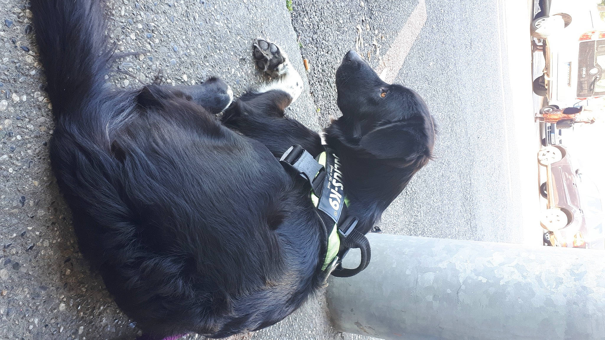 Baguerra a rejoint le concours — aidez-le/la à gagner de superbes lots ! canidae, common_chimpanzee, dog_breed, primate, snout, sporting_group